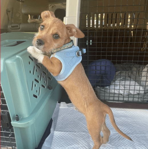 small dog leans on crate