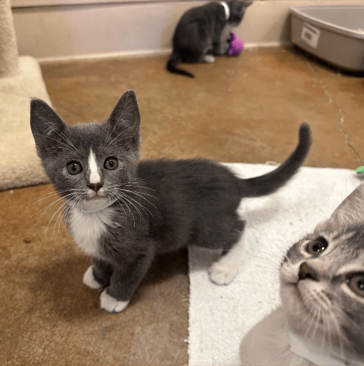 cat perched on a cat tree