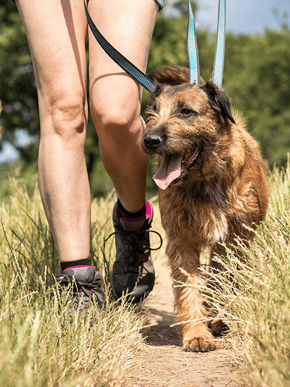 dog going for a walk