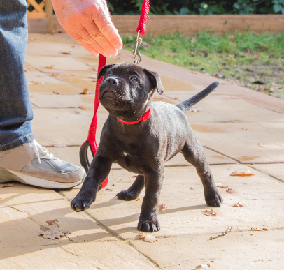 Young dog being trained by a professional dog trainer