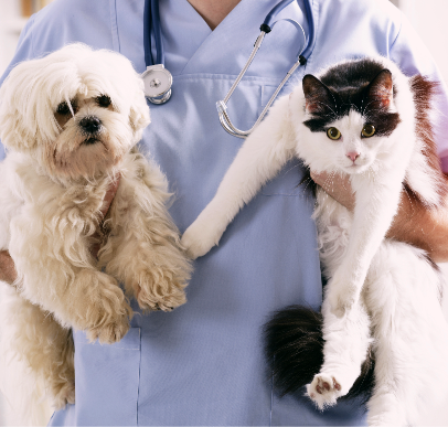 Two pet cats being held by the vet. 