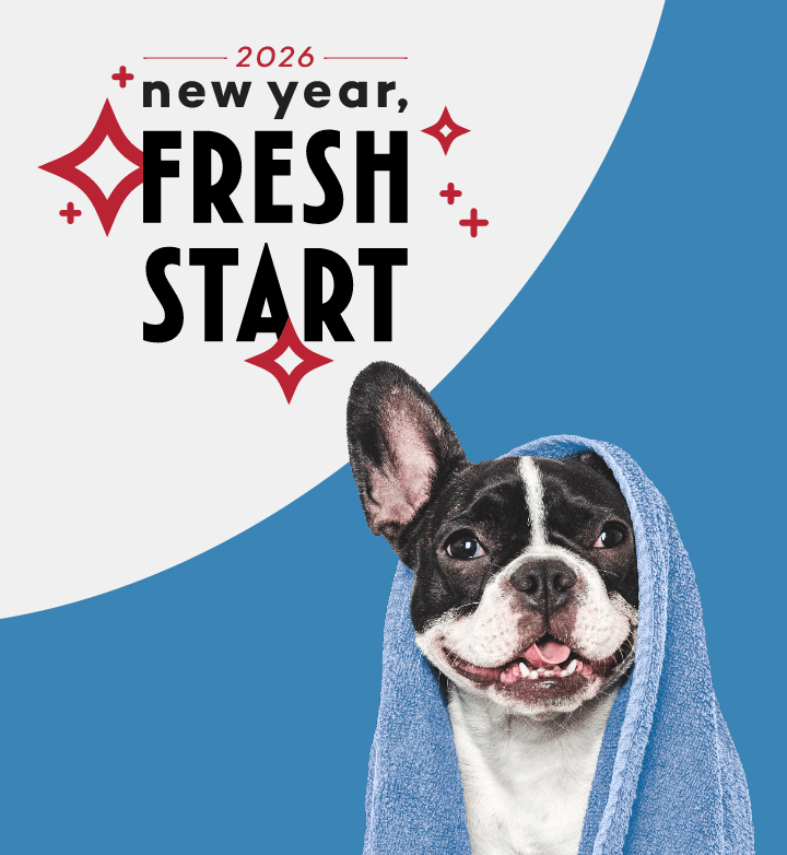 Dog relaxing in an pet wash station with a towel