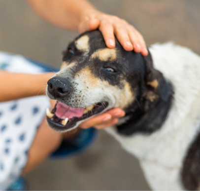 Older pet being cared for by a foster pet parent
