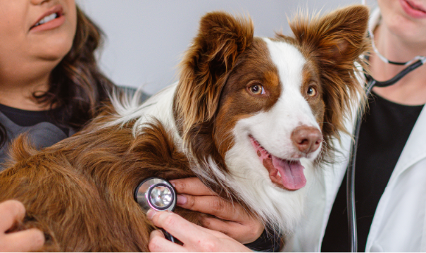 Dog receiving a check-up