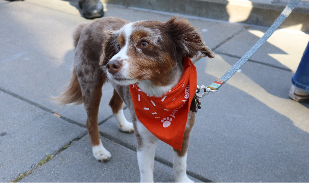 Dog wearing a bandanaon a leash.