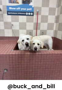 Dog getting wash