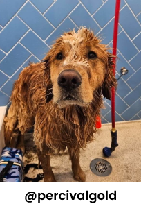 Dog getting wash