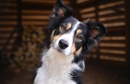 Dog tilting head looking at the camera.