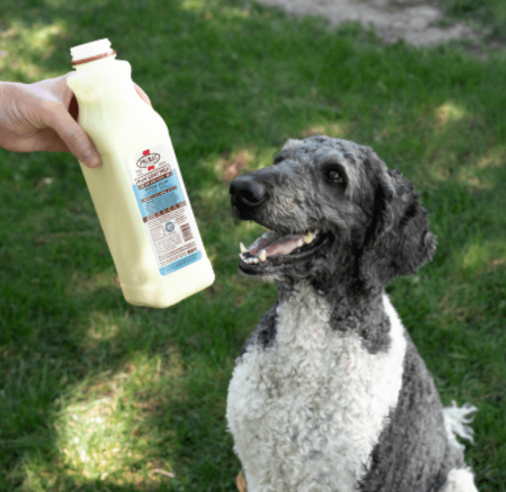Dog receiving milk from owner.