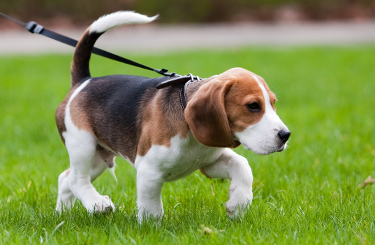Dog waling on leash.