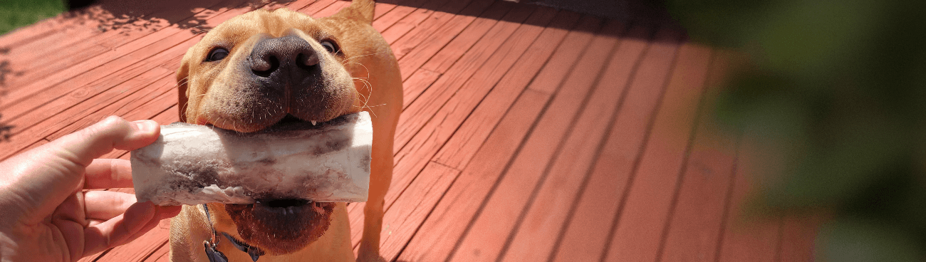 Dog learning to shake hands.