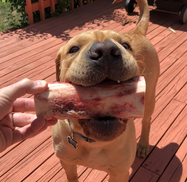Dog learning to shake hands.