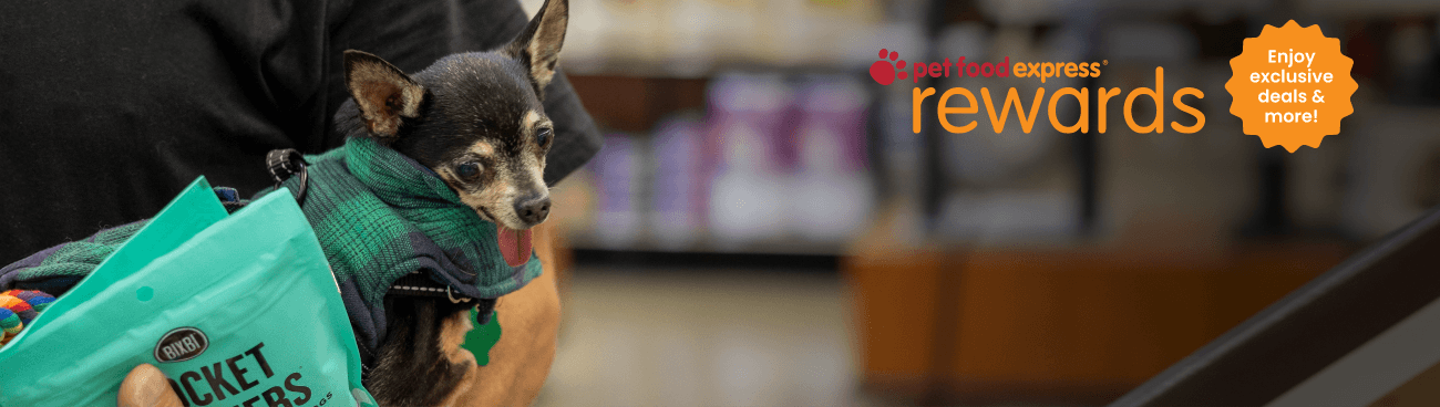 Dog learning to shake hands.