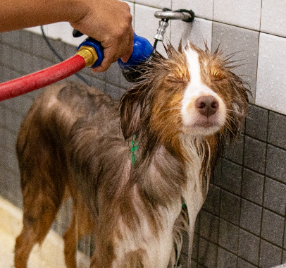 Young dog being trained by a professional dog trainer