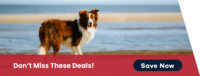Don't miss these deals at PetFoodExpress!