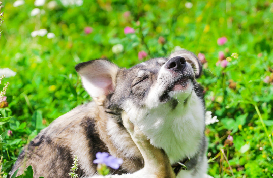 Dog itching ear in a field