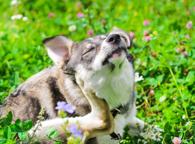 Dog itching ear in a field