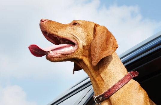 Dog head outside window on hot day.