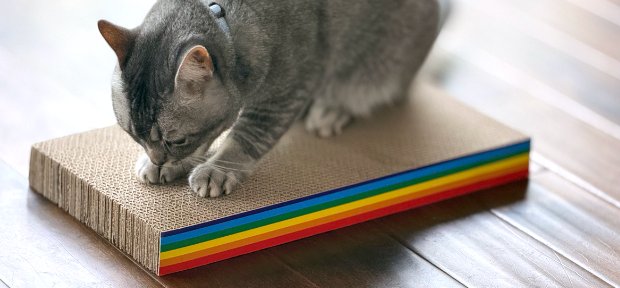 Cat sniffing scratch pad.
