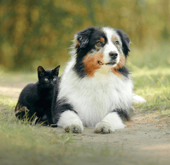 Dog and cat sitting attentively.