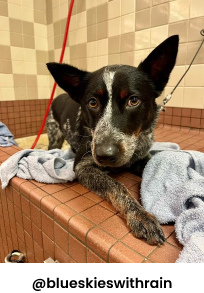 Dog getting wash
