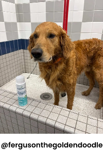 Dog getting wash