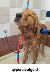 Dog getting wash