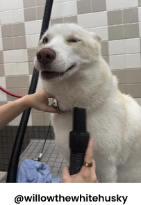 Dog getting wash