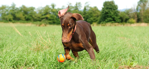 Dog chasing a ball in a field.