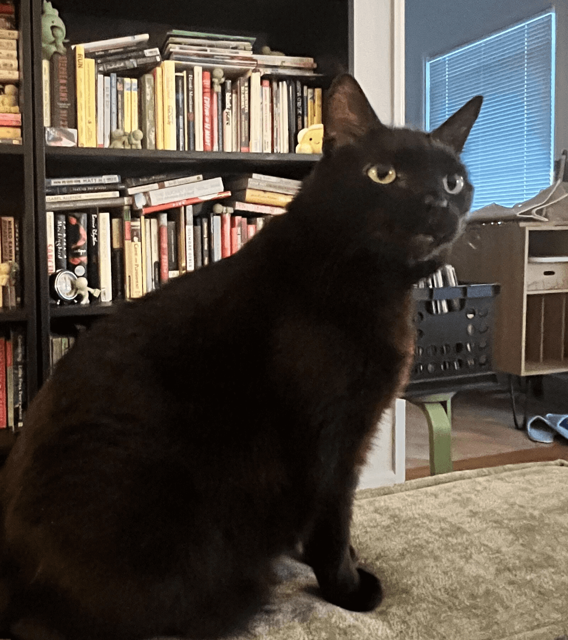 Cat stands on cushion in front of bookcase.