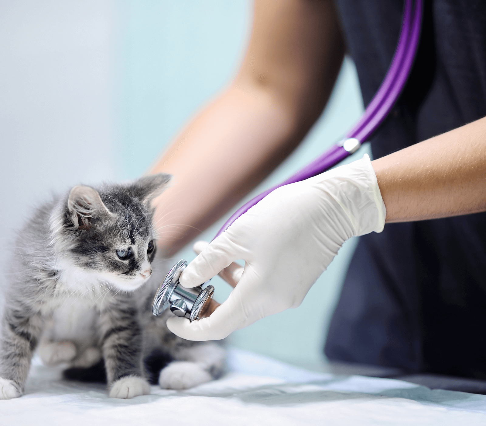 Kitten at the vet