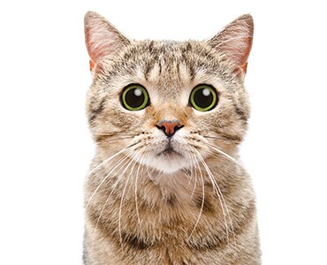 Gray and brown kitten with large green eyes