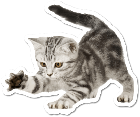 cat