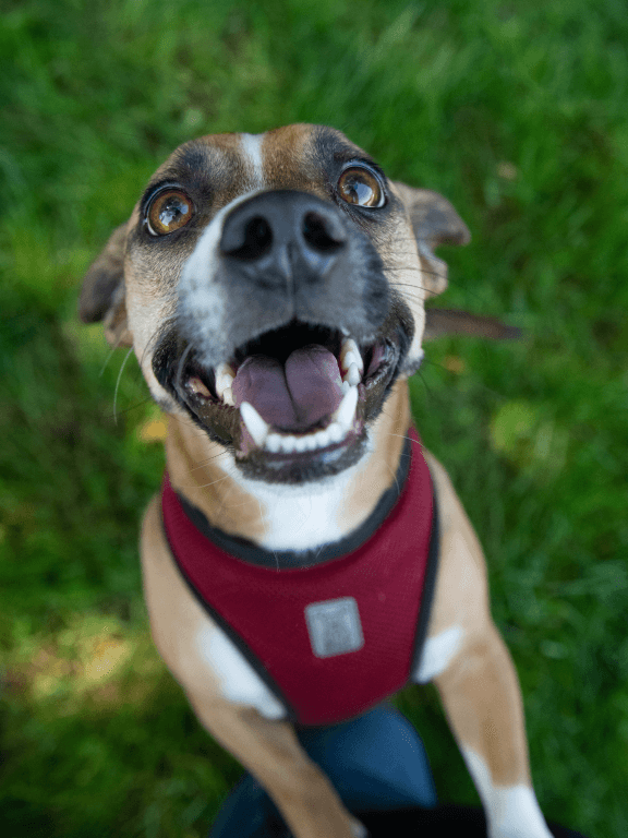 dog smiling