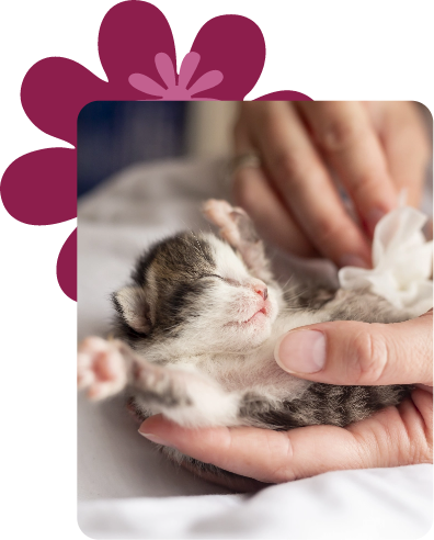 baby kitten being cared for