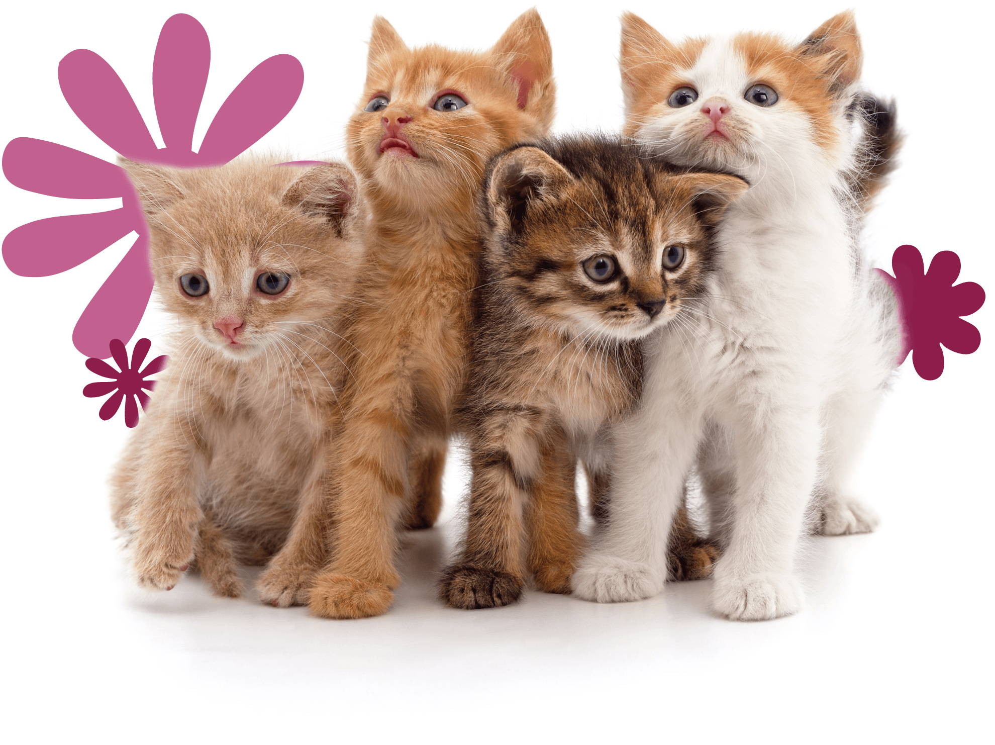 4 kittens with the text 'Calling All Kitten Lovers!'