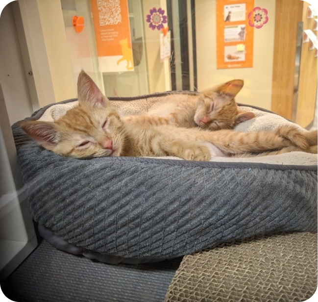 Cat sleeping on cat bed