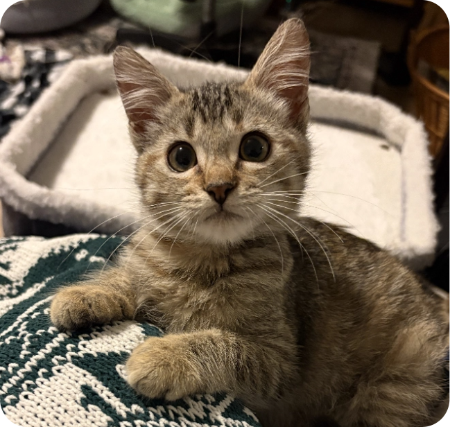 Cat staring at the camera