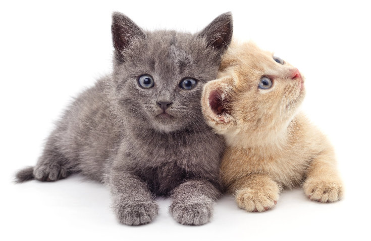 Two kittens sitting together