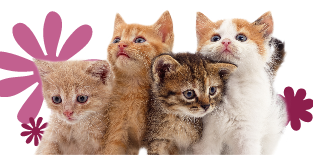 kitten season 2026 logo