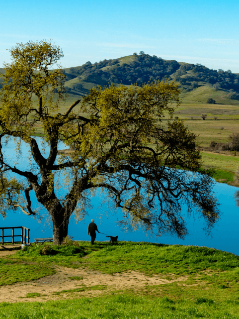 Distant man walking a dog in Lagoon Valley park