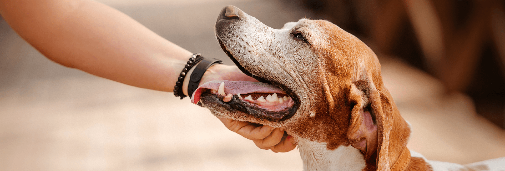 dog smiling