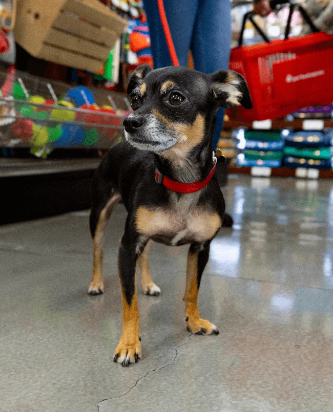 leashed chihuahua in a Pet Food Express store
