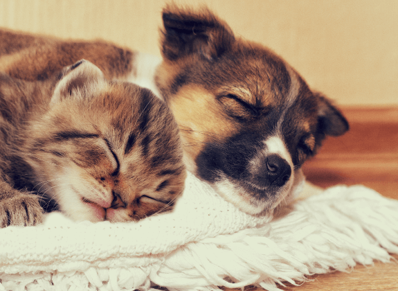 kittens and puppies sleeping together