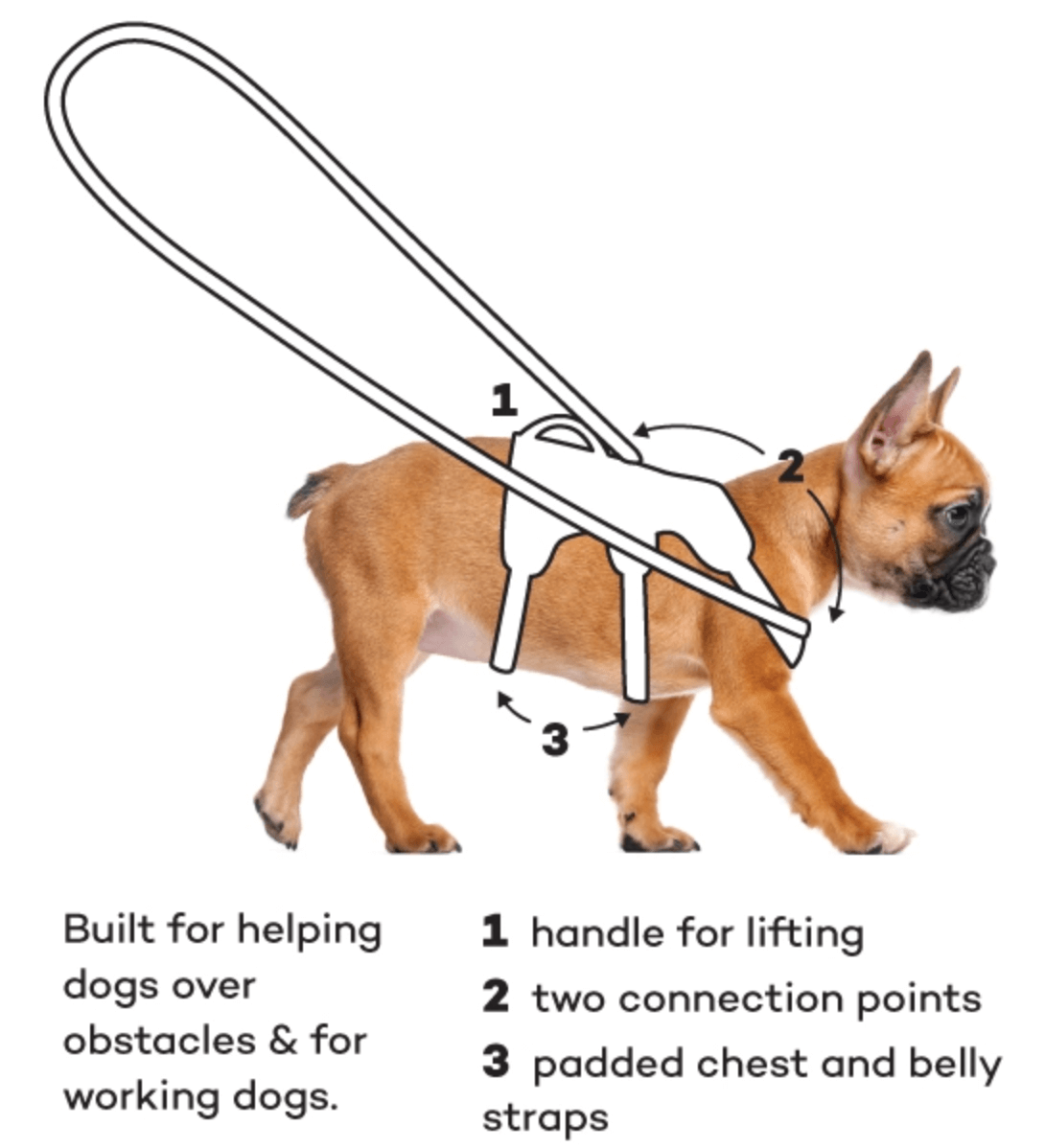Curli Clasp Air-Mesh Black Vest Small Dog Harness