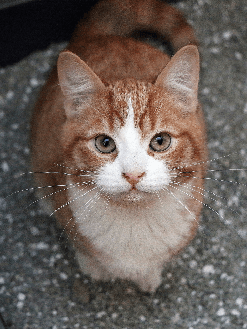 cat staring