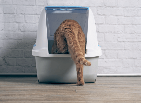 flushable litter box