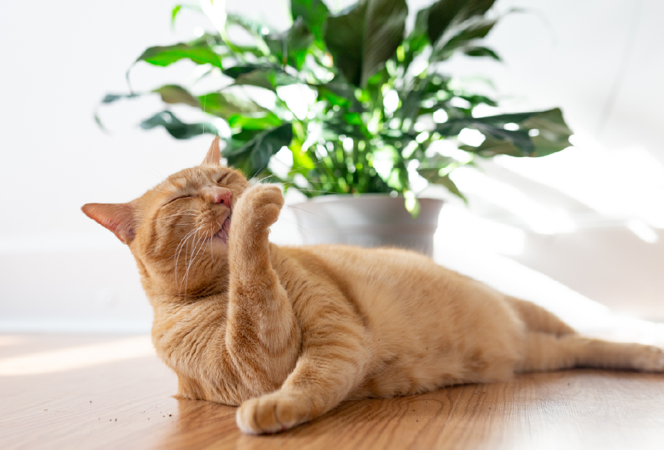 Why Litter Genie Plus Pail