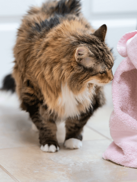 A long-haired cat standing next to pink fabric