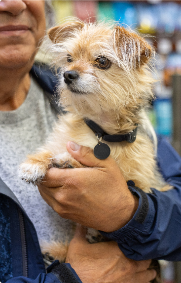 Small dog being held.
